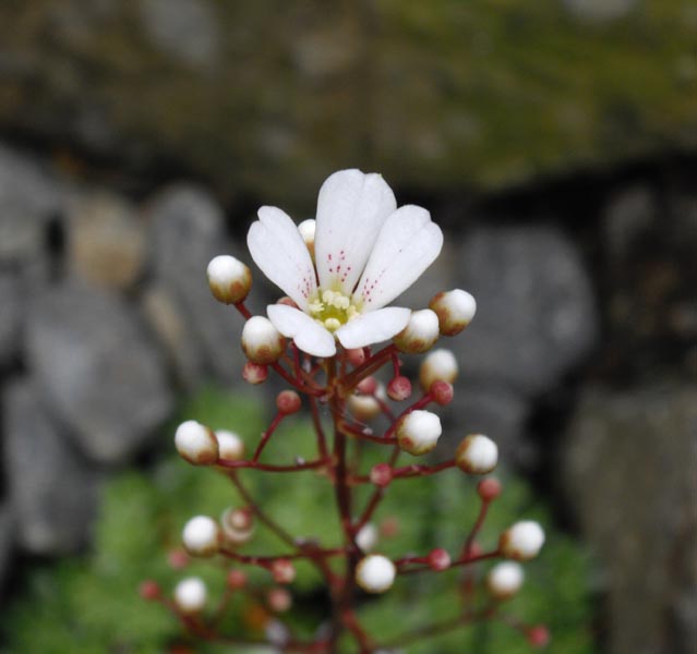 Saxifraga cochlearis 'Minor'